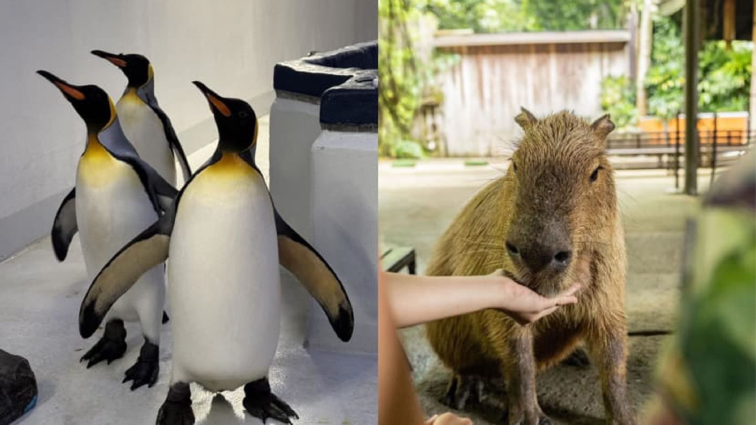 Celebrate SG60 at Mandai Wildlife Reserve with Up-Close Animal Encounters and Special Offers