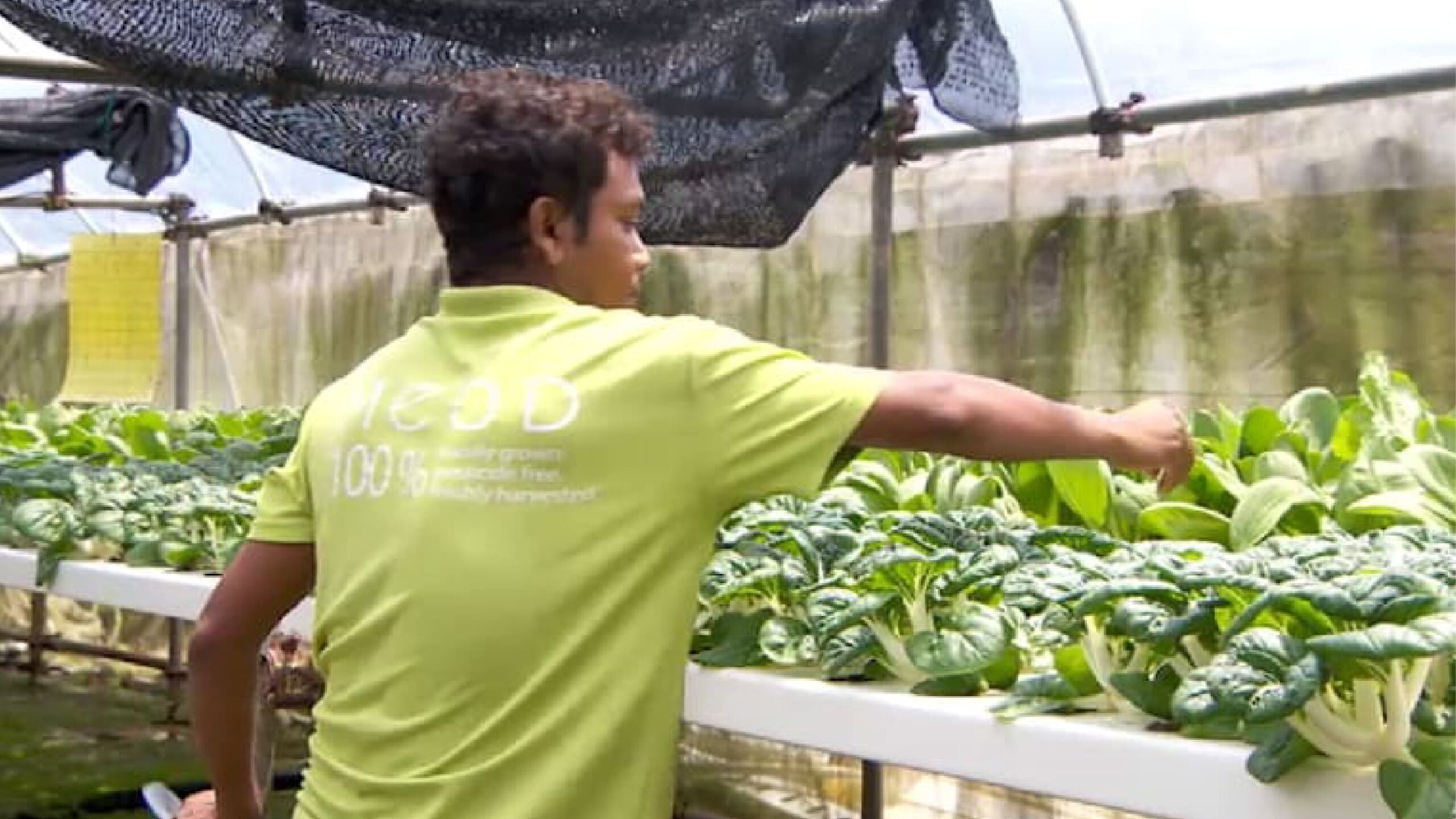 Singapore Invests S$40.5 Million in Agri-Food Innovation to Strengthen Food Security