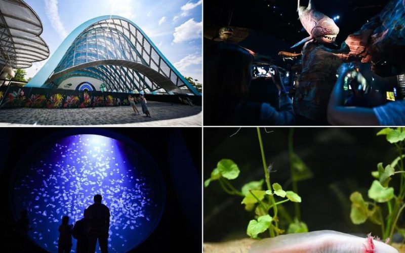 Dive Into Wonder: A First Look at the New Singapore Oceanarium at Resorts World Sentosa