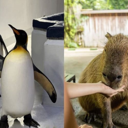 Celebrate SG60 at Mandai Wildlife Reserve with Up-Close Animal Encounters and Special Offers