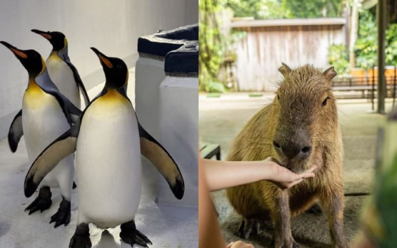 Celebrate SG60 at Mandai Wildlife Reserve with Up-Close Animal Encounters and Special Offers