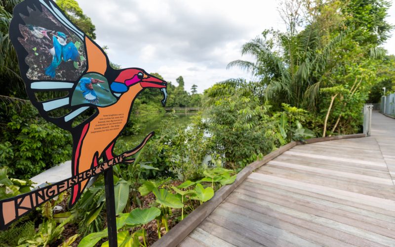 Explore the Free 3.3km Mandai Boardwalk: A New Nature Haven in Singapore