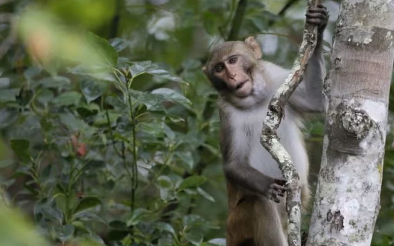 Monkeys in Punggol: NParks Traps 50 in 2024, Majority Sterilised