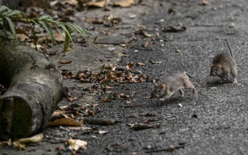 NEA Tightens Enforcement to Prevent Rat Infestations in Singapore