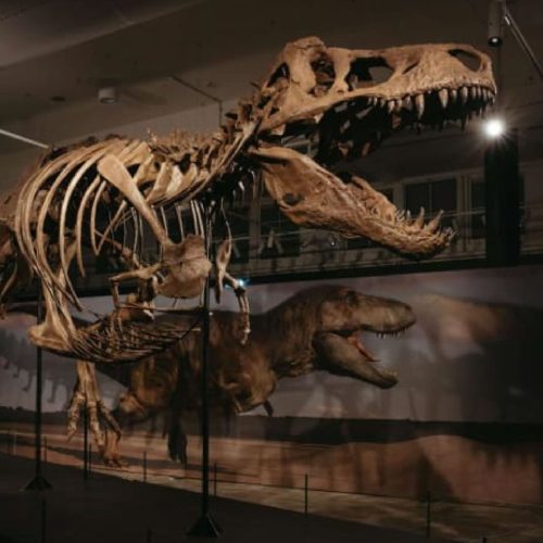 Science Centre Singapore to Unveil Largest-Ever Dinosaur Showcase in October