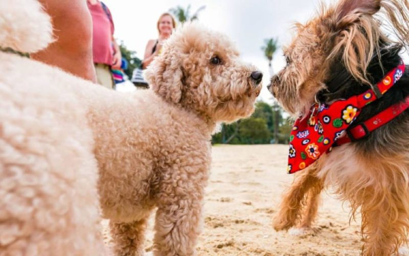 Singapore Dog Festival 2025: A Must-Attend Event for Dog Lovers!