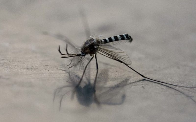 Singapore Faces Rising Risk of Chikungunya Transmission