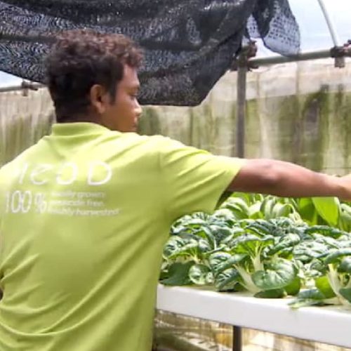 Singapore Invests S$40.5 Million in Agri-Food Innovation to Strengthen Food Security