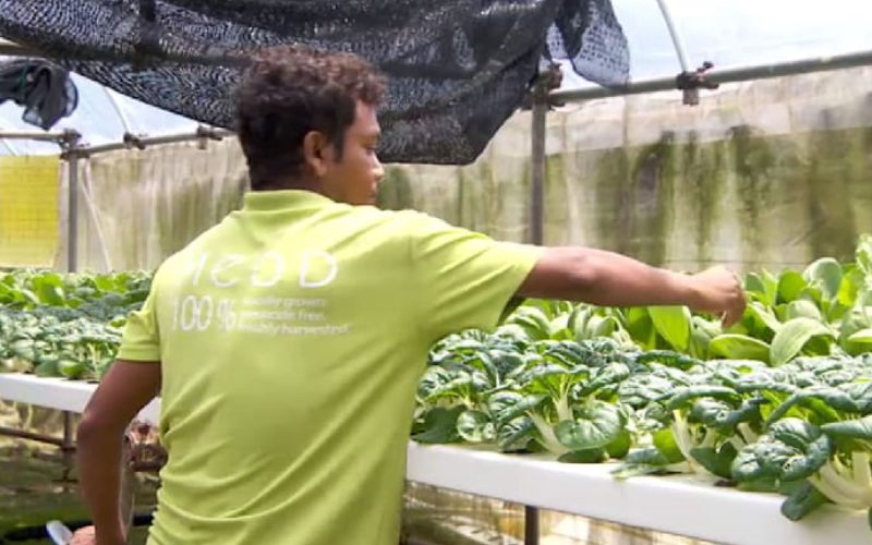 Singapore Invests S$40.5 Million in Agri-Food Innovation to Strengthen Food Security