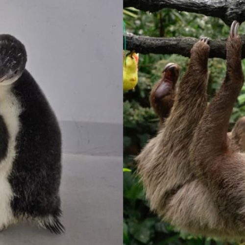 Singapore Wildlife Parks Welcome Record Number of Newborns in 2024, Including Endangered Species